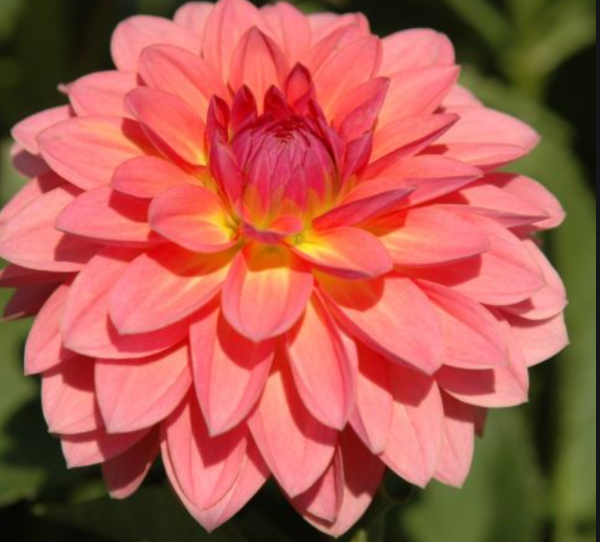 Jitterbug Dahlia Tuber for Planting