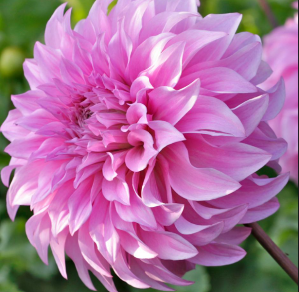 Vassio Meggos Dahlia Tuber for Planting