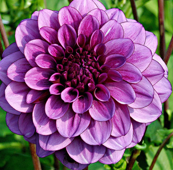 Blue Bell Dahlia Tuber for Planting - 1825 Flower Farm