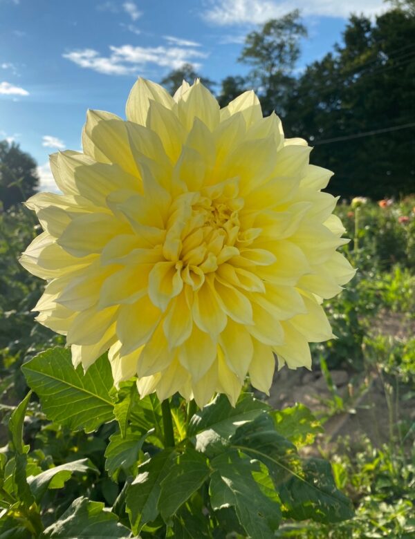 La Luna Dahlia Tuber for Planting