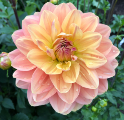 My Forever Peach Dahlia Tuber for Planting - 1825 Flower Farm