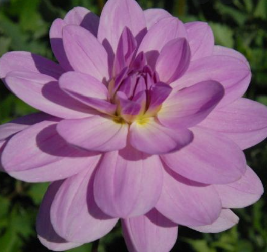 Sandia Shomei Lavender Dahlia Tuber for Planting - 1825 Flower Farm