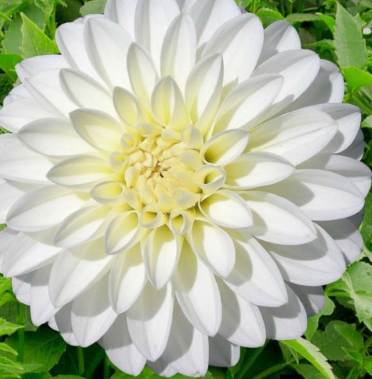 Snow Cap Dahlia Tuber for Planting - 1825 Flower Farm