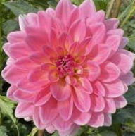 Flamingo Dahlia Tuber for Planting - 1825 Flower Farm